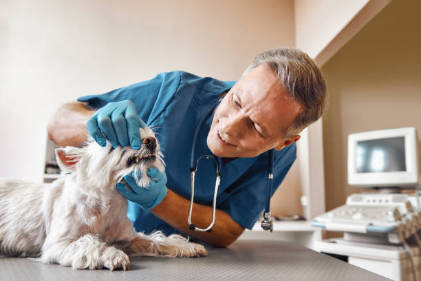 Best Emergency Dentist for Knocked-Out Tooth in Manning, SC